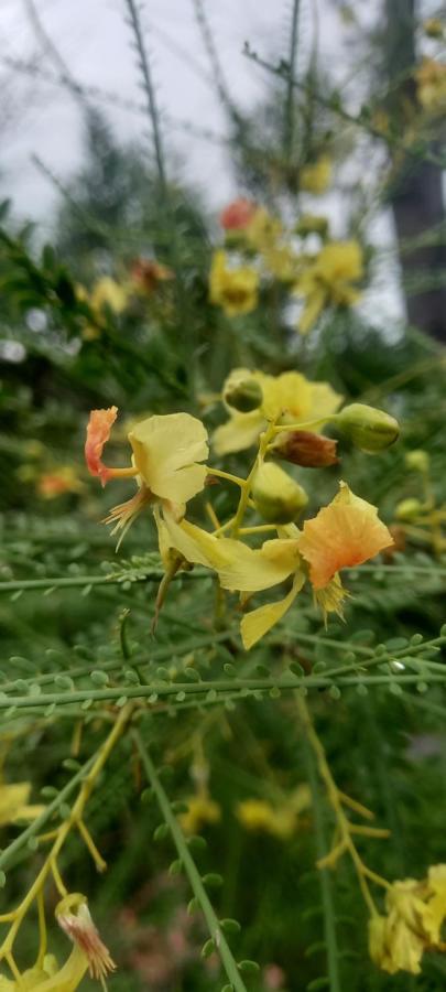Verde Viento La Paloma Ngoại thất bức ảnh